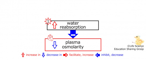 IncreasedWaterReabsorptionBasic-ENG.jpg