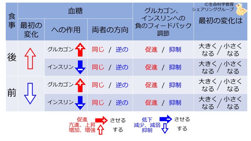 ファイル:InsulinGlucagonNegFB-BasicTable-Jpn-wb.jpg