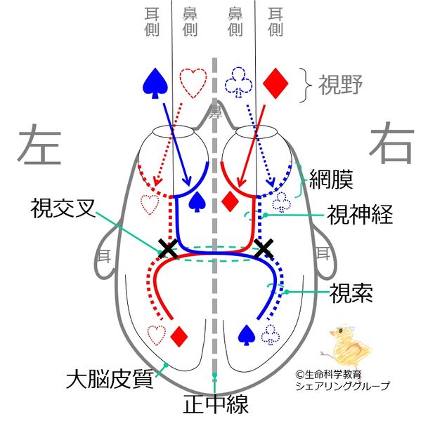 ファイル:00736.jpg