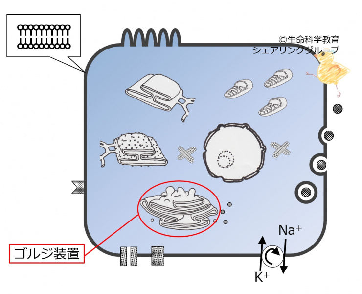ファイル:04032.jpg