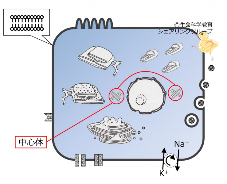 ファイル:04033.jpg
