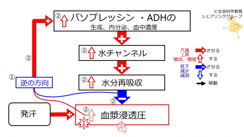 ファイル:SweatingDuringBasicFeedbackToADH-JPN.jpg