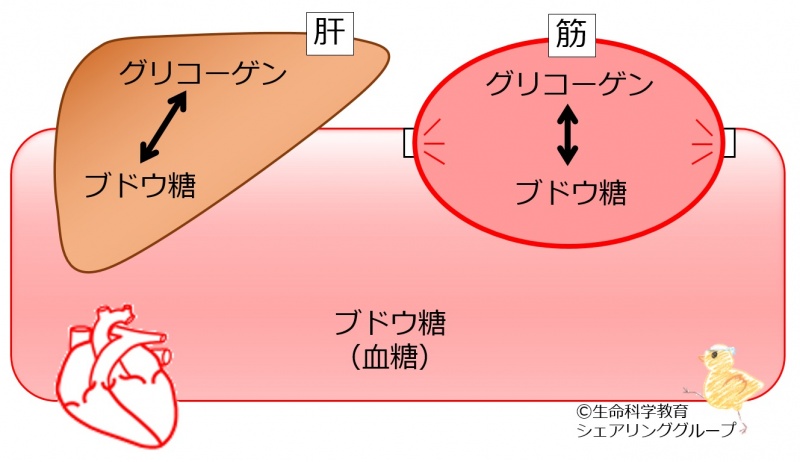 ファイル:Bloodsugarsupply-wb.jpg