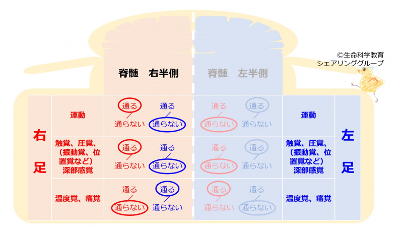 ファイル:SpinalCordRightHemiSecTable-wb.jpg