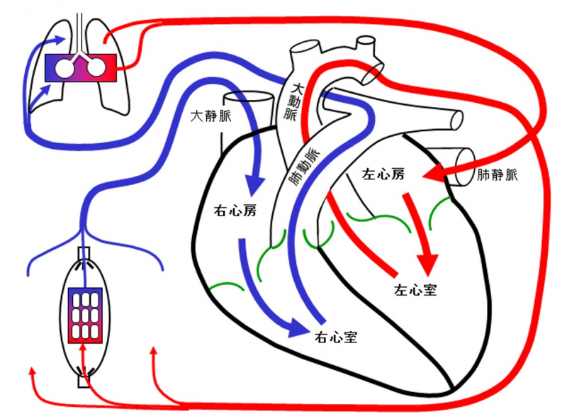 ファイル:02497-wb.jpg