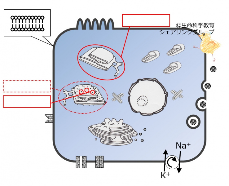 ファイル:04031-wb.jpg