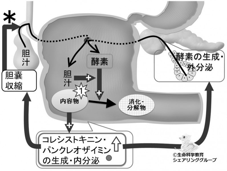 ファイル:Cckquiz02.jpg