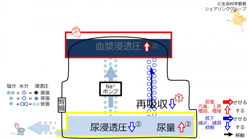 ファイル:DecReabsorption-2.jpg