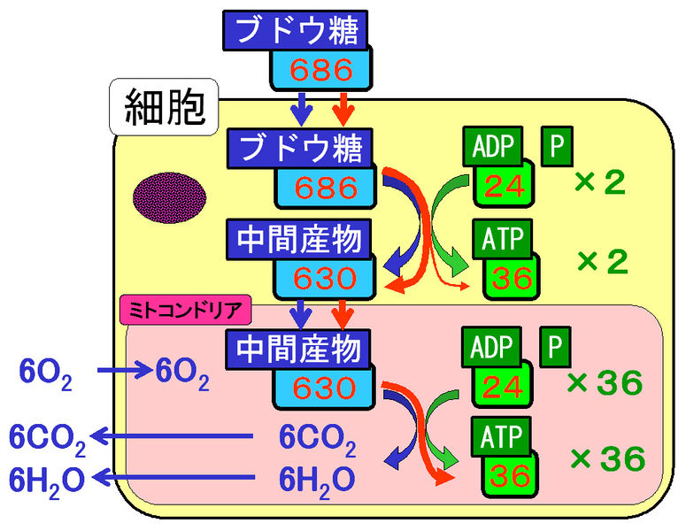 ファイル:01339.jpg