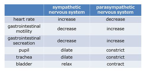 Auto somtic dual innervation.jpg