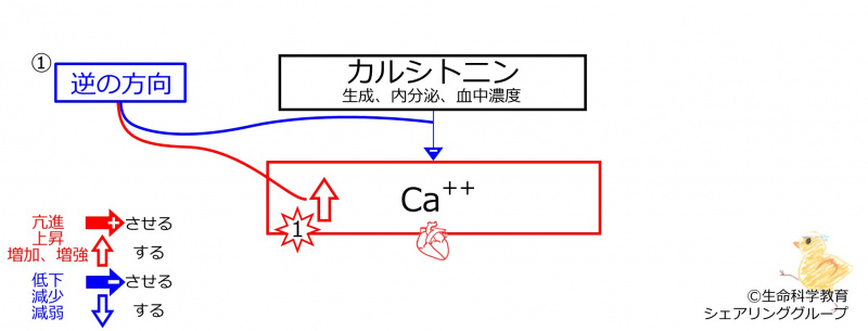 ファイル:HyperCaBeforeBasicFeedbackToCT-JPN.jpg