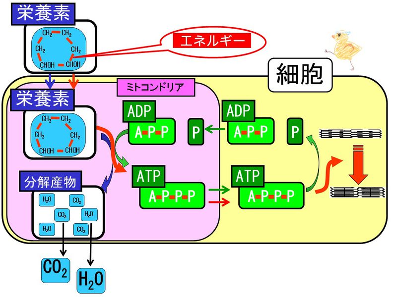 ファイル:04121.jpg