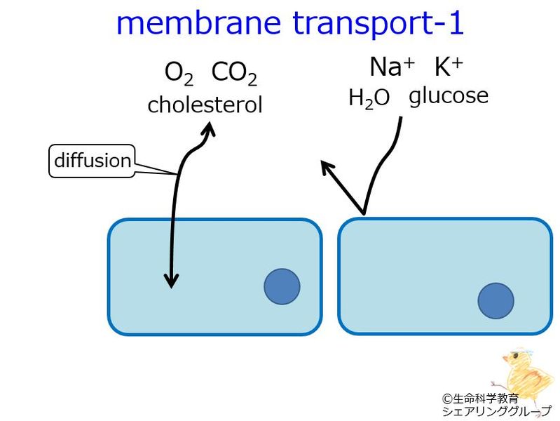 ファイル:Membrane transport 1.3.jpg