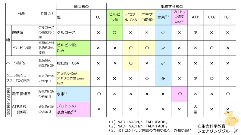 ファイル:EnergyMetabolismSummaryTableIntro.jpg