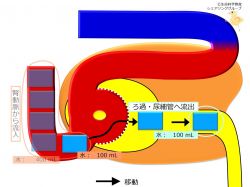 /wiki/images/thumb/9/93/Nephronfiltration100mlwater.jpg/250px-Nephronfiltration100mlwater.jpg