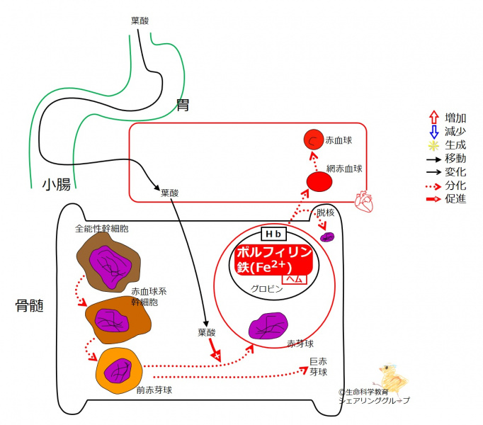 ファイル:04429-wb.jpg