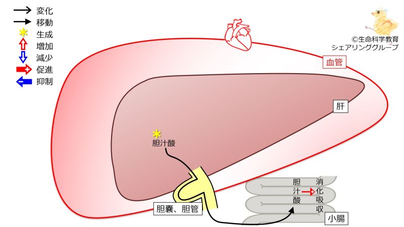 ファイル:BileAcidSynthesisExcretionLiverFailure-wb.jpg