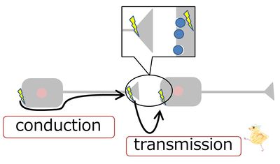 Conduction transmission.jpg