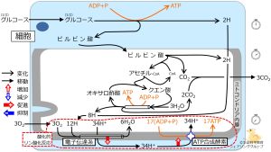 /wiki/images/thumb/9/94/Energy_metabolism_summary6.jpg/300px-Energy_metabolism_summary6.jpg