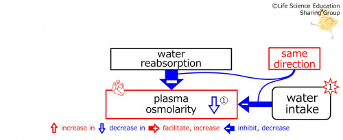 WaterIntakeBeforeBasicFeedbackToWaterReabsorption-ENG.jpg