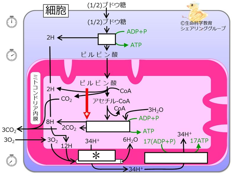 ファイル:クイズ電子伝達系blue.jpg