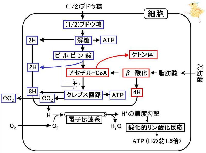 ファイル:02513.jpg