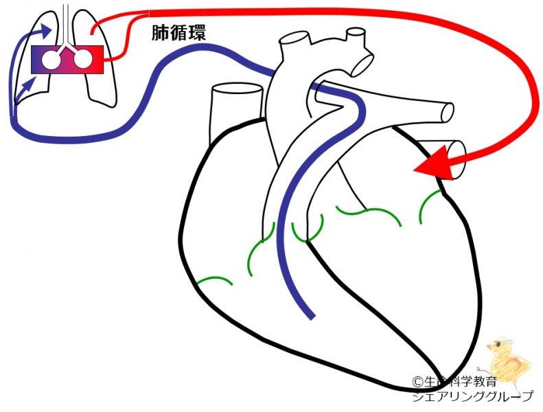 ファイル:03297-wb.jpg