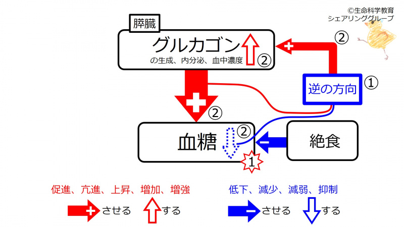 ファイル:Glucagon-fast-FB.jpg