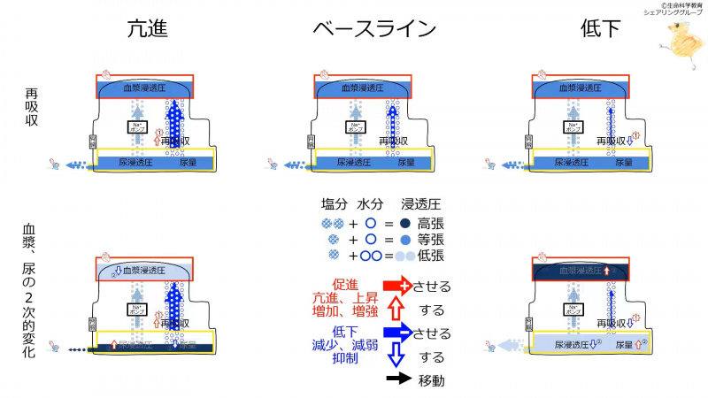 ファイル:ReabsorptionEffectSummary.jpg