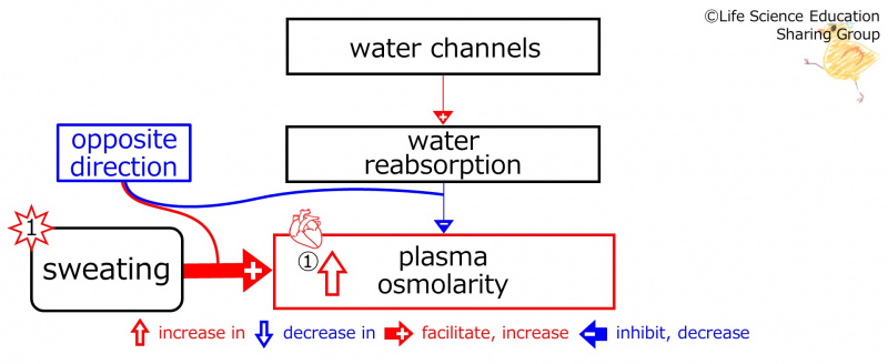 ファイル:SweatingBeforeBasicFeedbackToWaterChannels-ENG.jpg