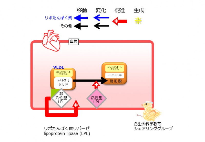 ファイル:アポリポたんぱく質CII VLDL-wb.jpg