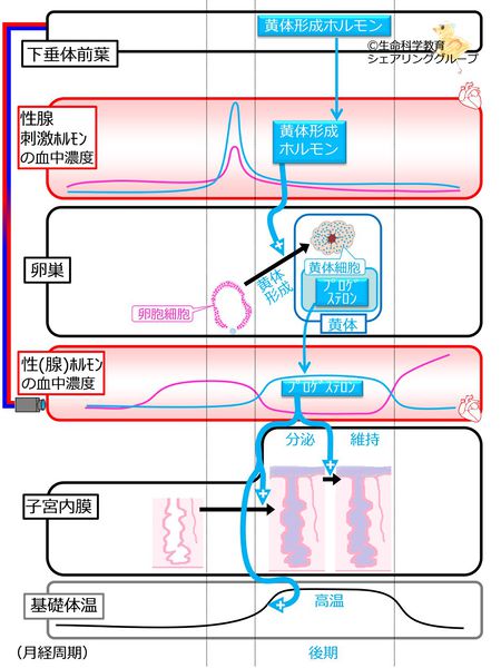 ファイル:046541.jpg