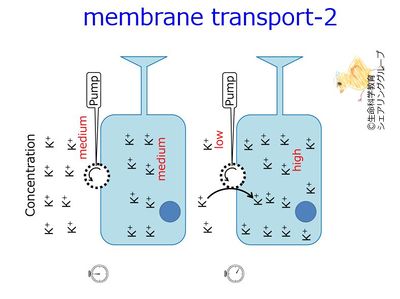 membrane tranport-1.8.JPG