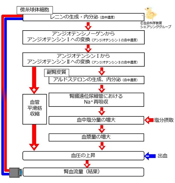 RAA全体像 文字ベース.jpg