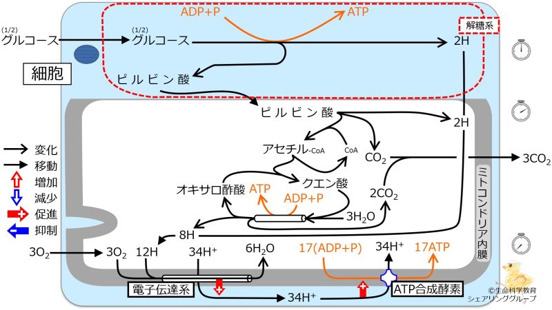 ファイル:エネルギー代謝 全体像1.jpg