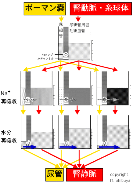 ファイル:00340.gif