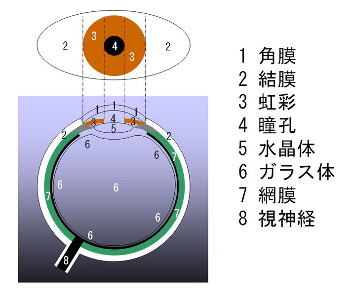 ファイル:01386.jpg
