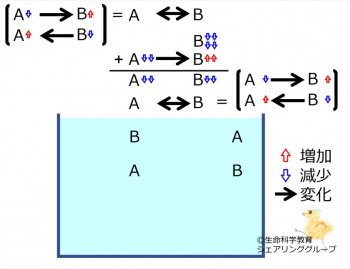 ChemicalEquilibriumChangesByDecInMolB-4.jpg