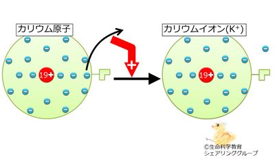 カリウムイオン.jpg