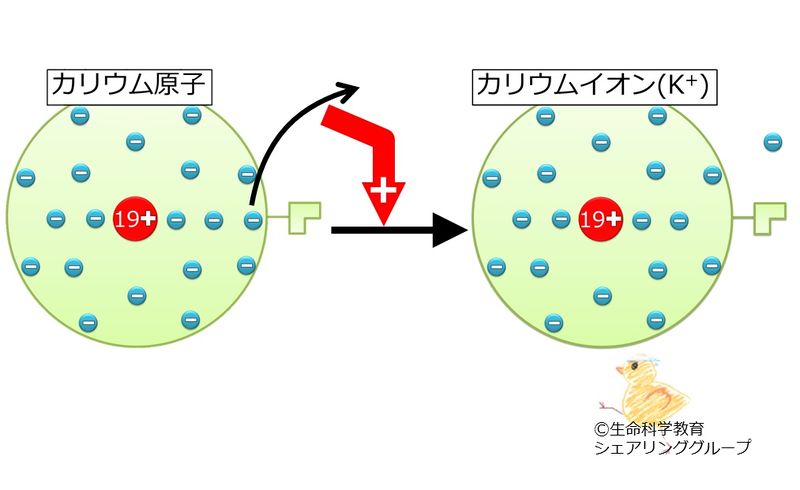 ファイル:カリウムイオン.jpg