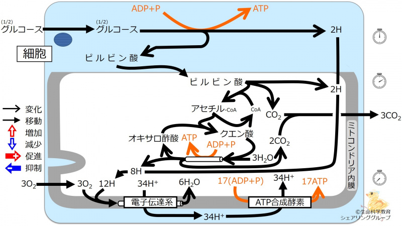 ファイル:乳酸1-wb.jpg