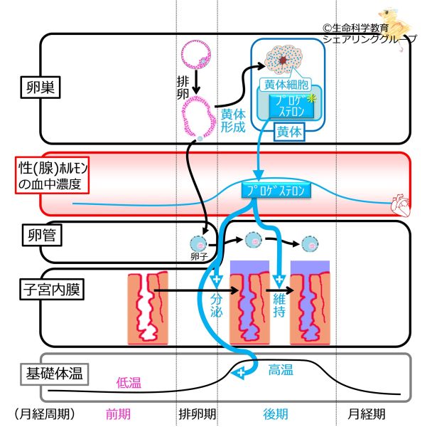 ファイル:MenstrualCycleLuteinOvaryCells basic Jpn.jpg