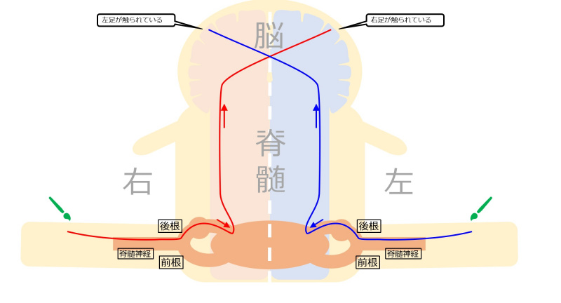 ファイル:SensoryPathwayIntro.jpg