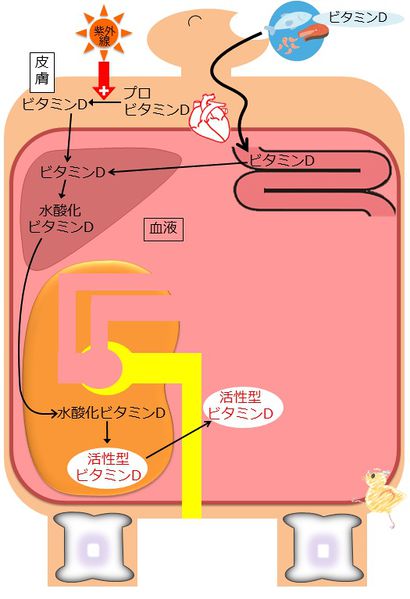 ファイル:04399.jpg