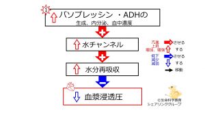 /wiki/images/thumb/9/99/IncreasedADHbasic-JPN.jpg/300px-IncreasedADHbasic-JPN.jpg