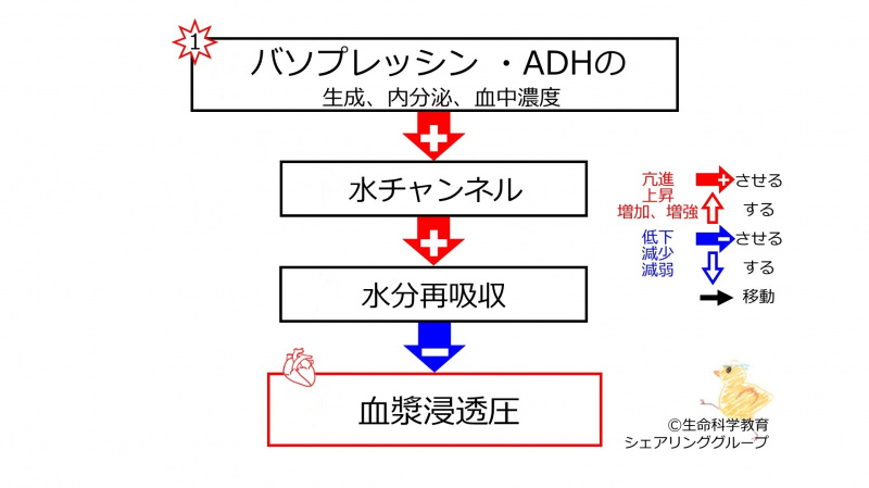 ファイル:IncreasedADHbasic-JPN-wb.jpg