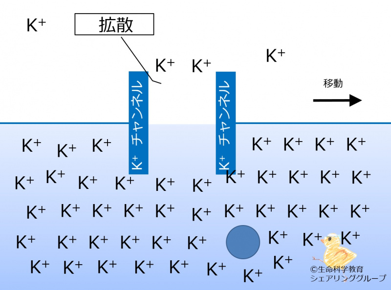 ファイル:Kchannel diffusion ja-wb.jpg