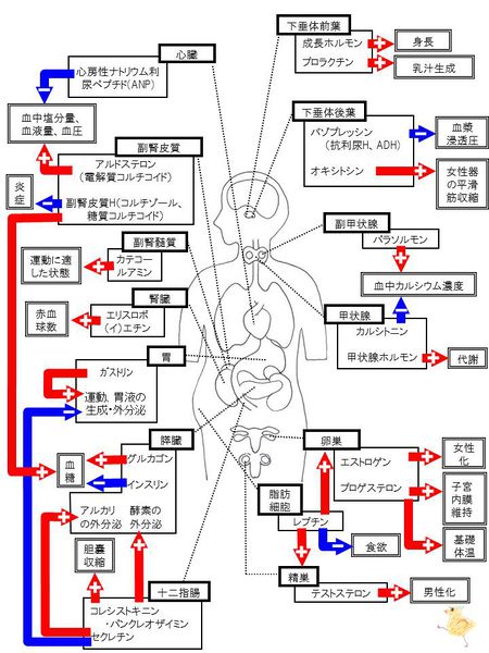 ファイル:03545.jpg
