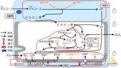 /wiki/images/thumb/9/9b/GlucoseBasicMetabolism-Jpn.jpg/250px-GlucoseBasicMetabolism-Jpn.jpg