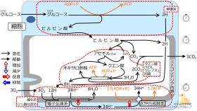 /wiki/images/thumb/9/9b/GlucoseBasicMetabolism-Jpn.jpg/280px-GlucoseBasicMetabolism-Jpn.jpg